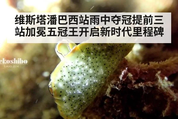 维斯塔潘巴西站雨中夺冠提前三站加冕五冠王开启新时代里程碑